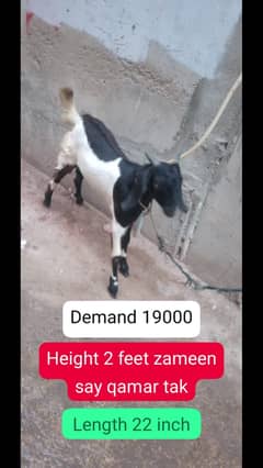 Bakra for sale | bakra bacha | bakra