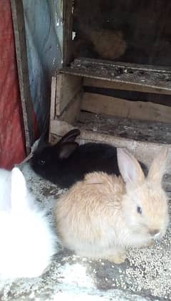 English angora bunnies looking for new shelter