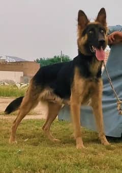 German Shepherd breder female