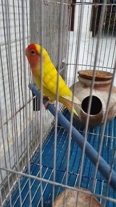 love Bird with cage