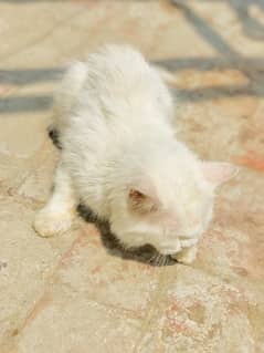 white cat