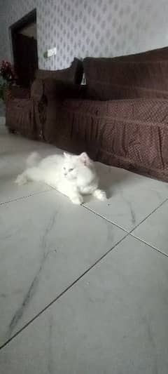 persian cat