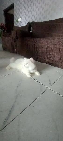 persian cat 0