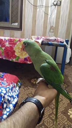 Raw parrot 3 month age