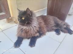 9 month persian cat for sale