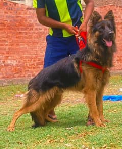 German shepherd long coat full security guard male for sale