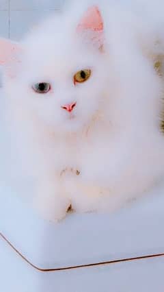 Persian Cat For Sale / White Persian Cat / Odd Eyes Persian Cat