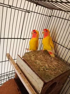 yellow love birds for sale