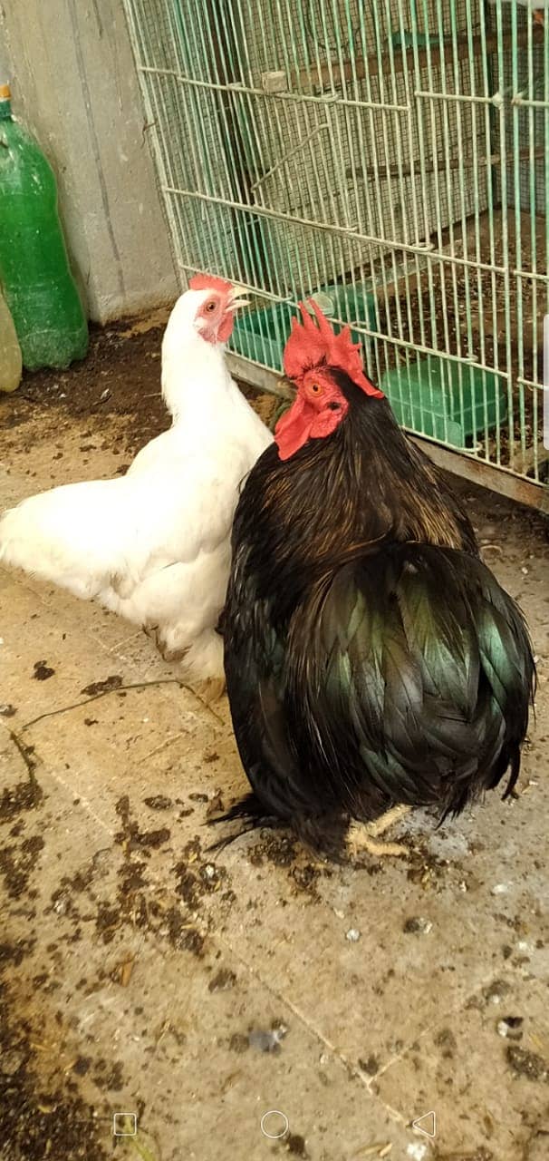 Black Bantam & White Bentum Chicks & Eggs available in low Price 0