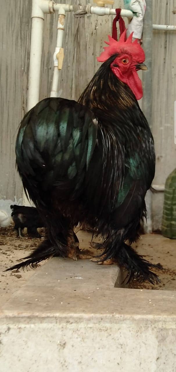 Black Bantam & White Bentum Chicks & Eggs available in low Price 1