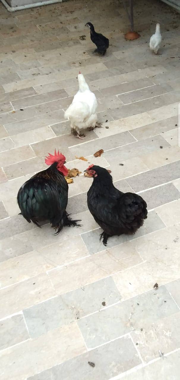 Black Bantam & White Bentum Chicks & Eggs available in low Price 2