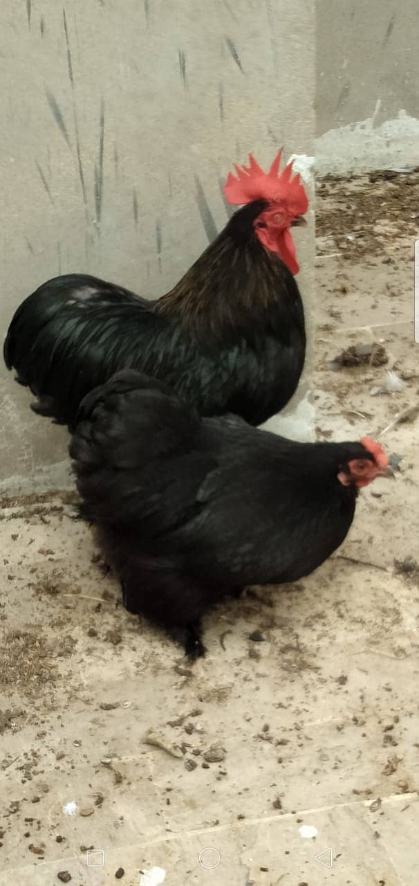 Black Bantam & White Bentum Chicks & Eggs available in low Price 3