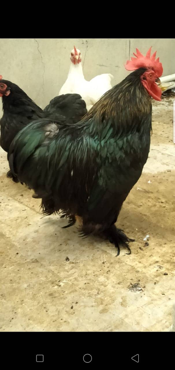 Black Bantam & White Bentum Chicks & Eggs available in low Price 4