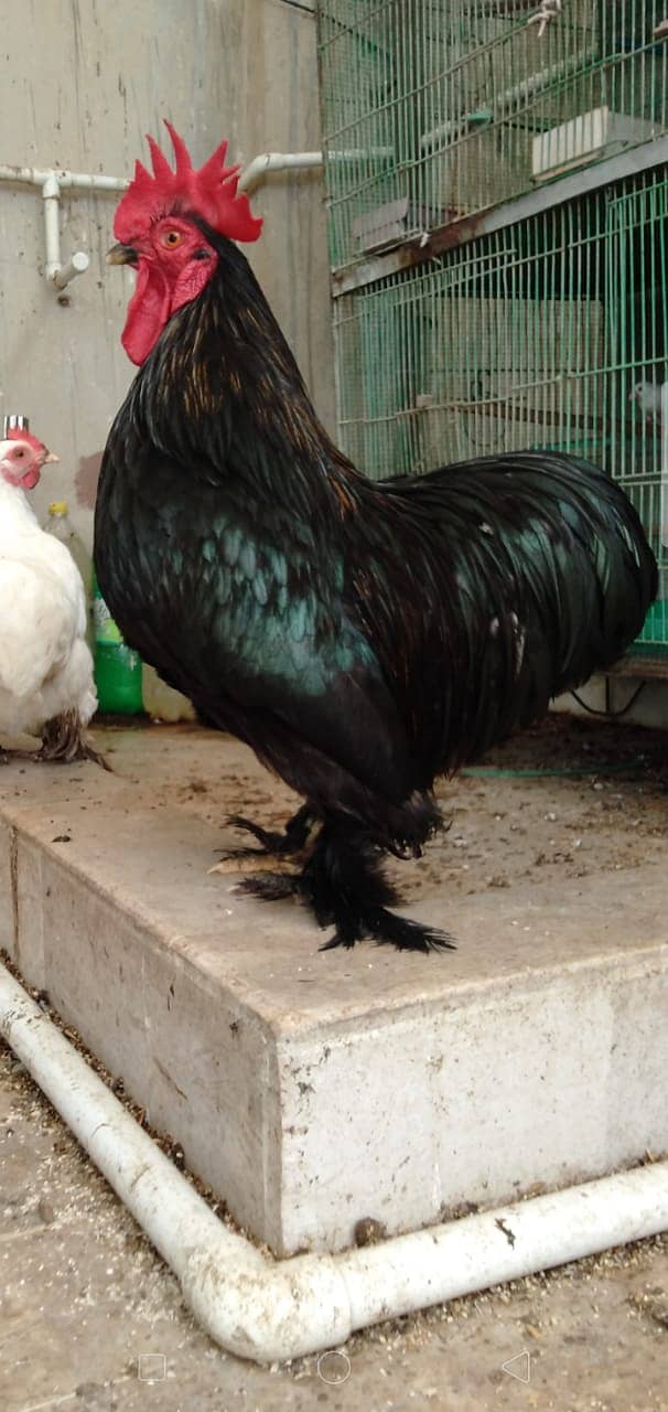 Black Bantam & White Bentum Chicks & Eggs available in low Price 5