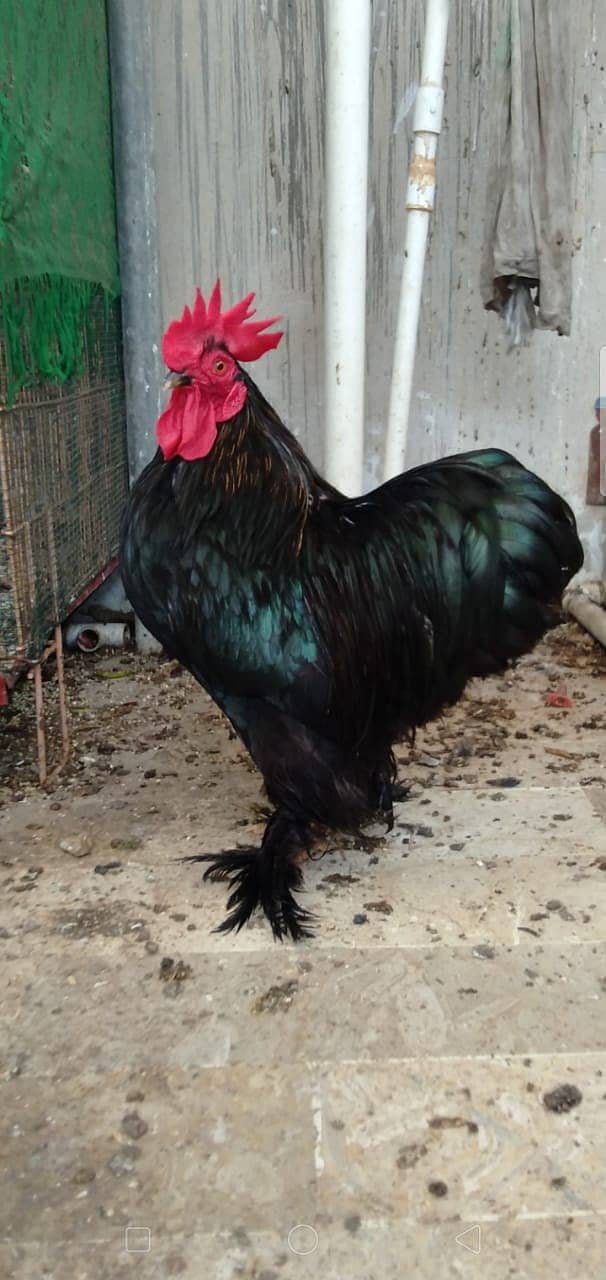 Black Bantam & White Bentum Chicks & Eggs available in low Price 6