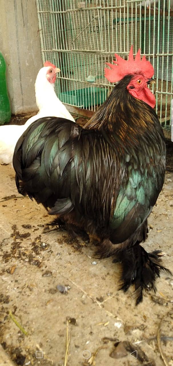 Black Bantam & White Bentum Chicks & Eggs available in low Price 7