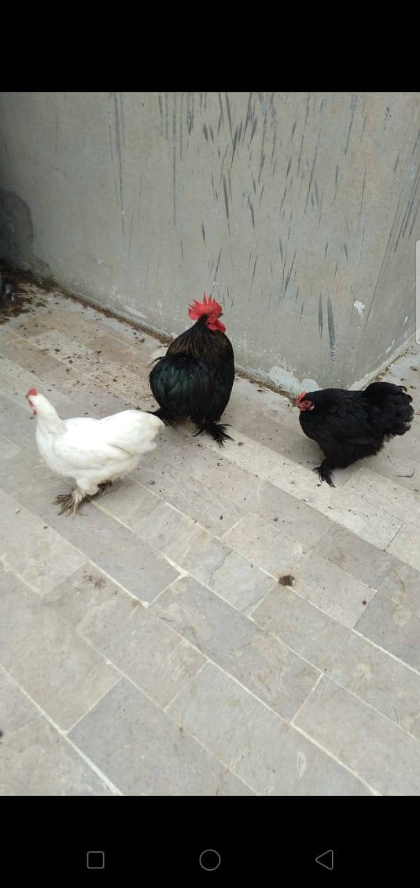 Black Bantam & White Bentum Chicks & Eggs available in low Price 9