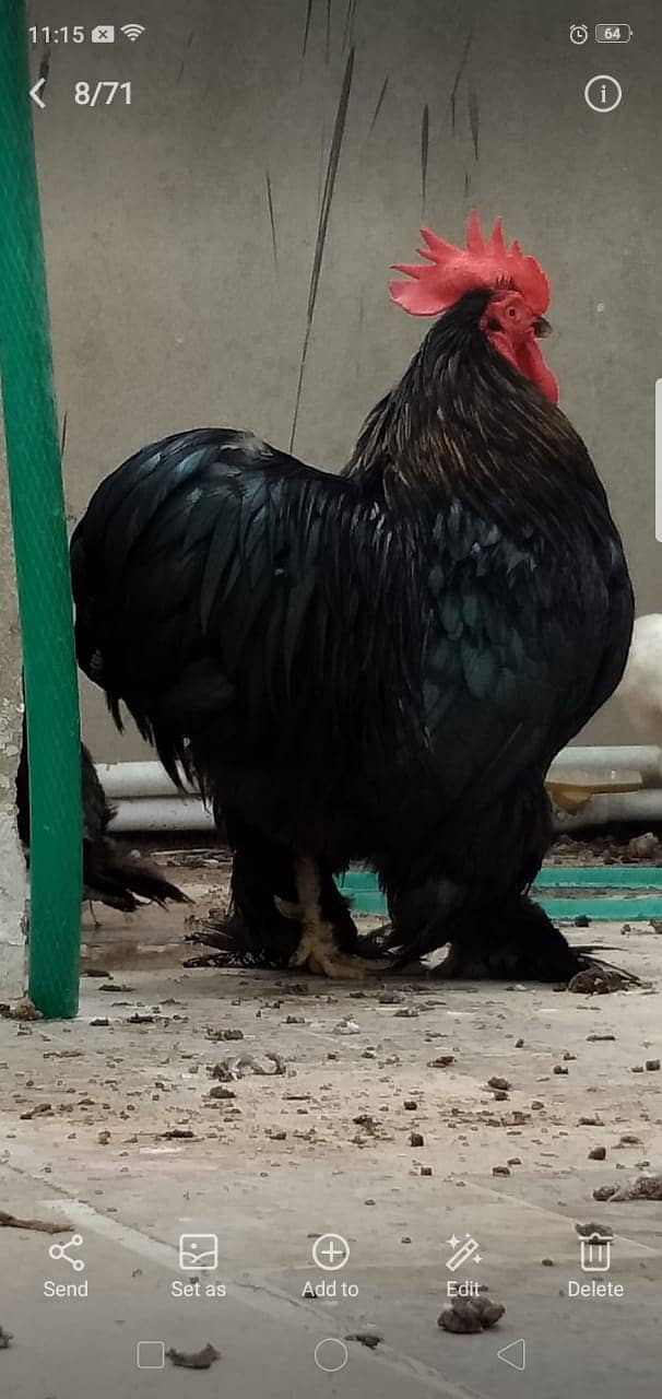 Black Bantam & White Bentum Chicks & Eggs available in low Price 10