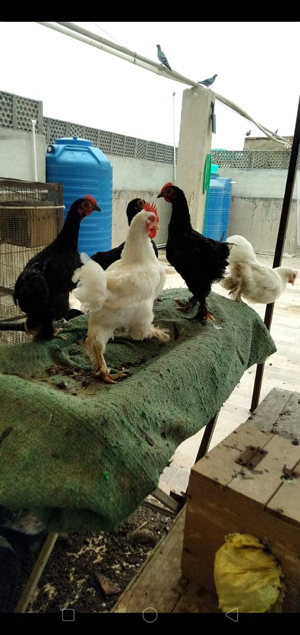 Black Bantam & White Bentum Chicks & Eggs available in low Price 11