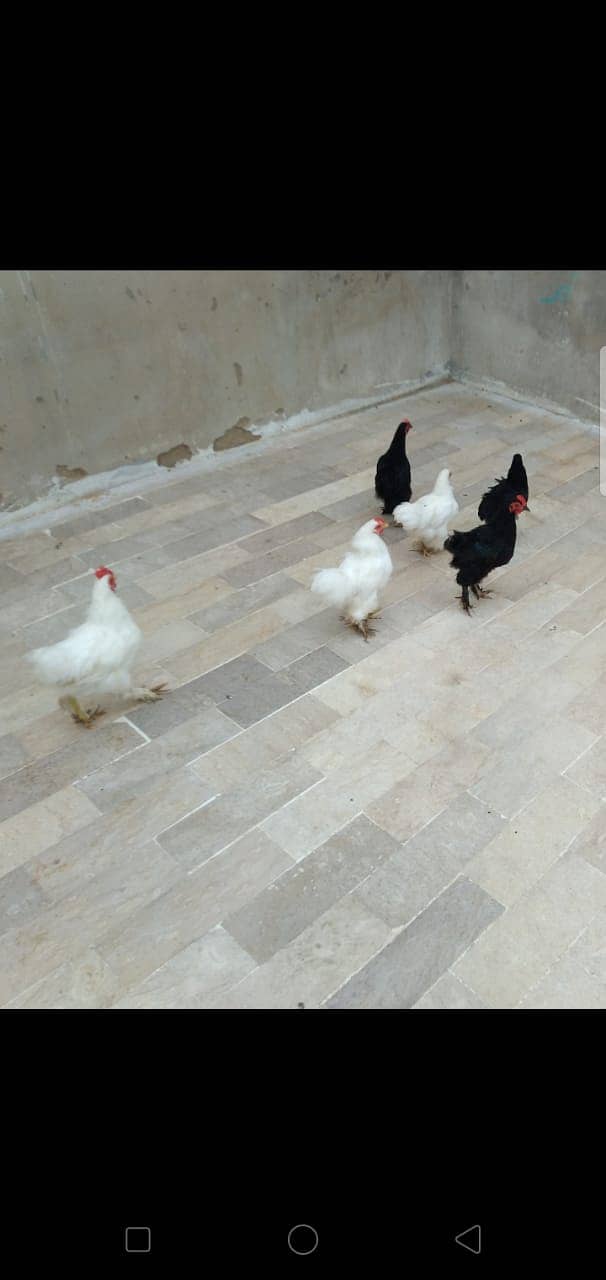 Black Bantam & White Bentum Chicks & Eggs available in low Price 12