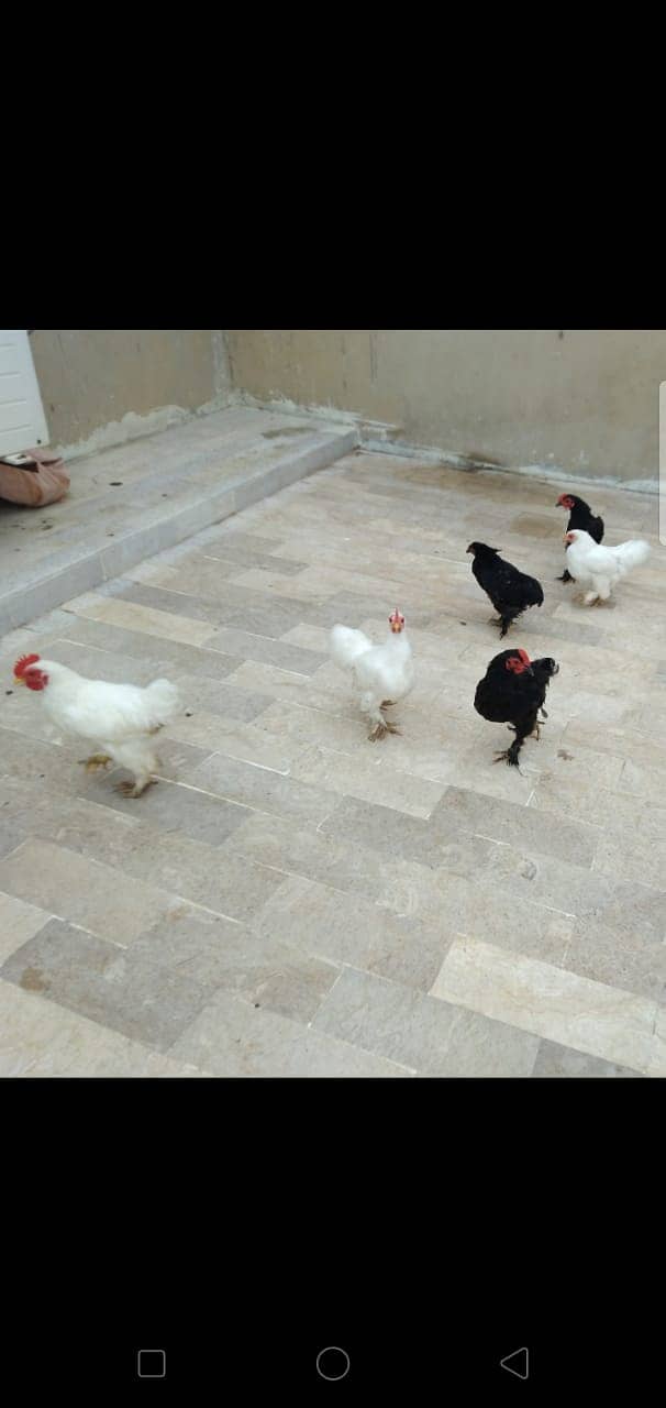 Black Bantam & White Bentum Chicks & Eggs available in low Price 13