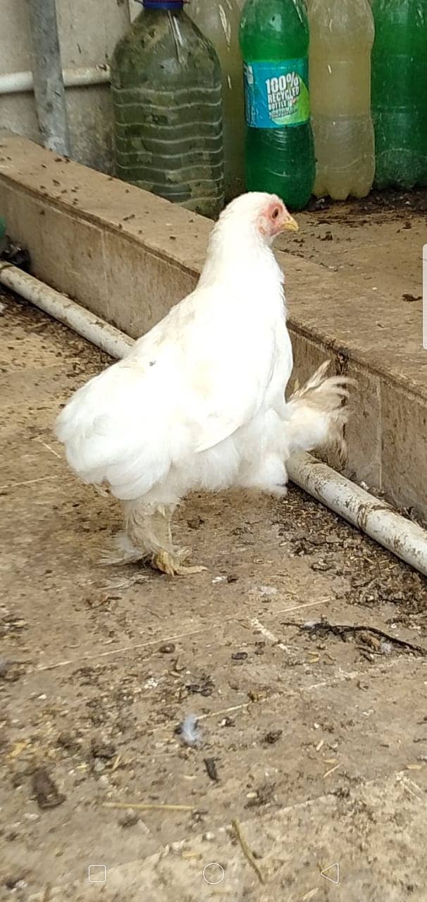 Black Bantam & White Bentum Chicks & Eggs available in low Price 15