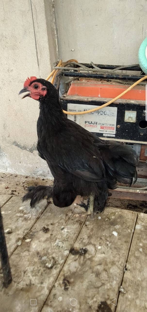 Black Bantam & White Bentum Chicks & Eggs available in low Price 16