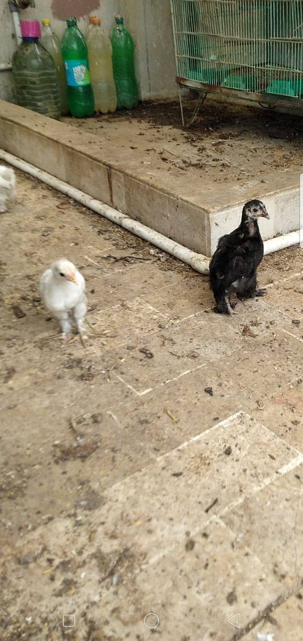 Black Bantam & White Bentum Chicks & Eggs available in low Price 17