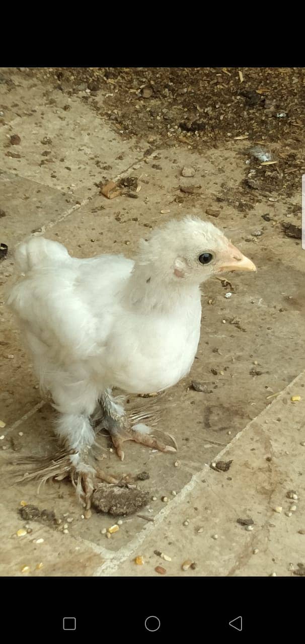 Black Bantam & White Bentum Chicks & Eggs available in low Price 18