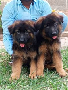 German Shepherd puppy in high quality available