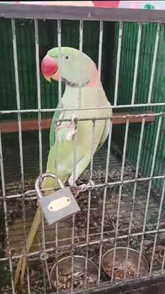 Raw parrot