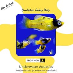 High Quality Aquarium Fish Available at Underwater Aquatics
