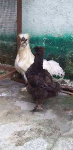 Black silkie white silkie