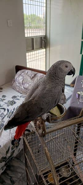 African grey parrot 1