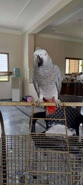 African grey parrot 0