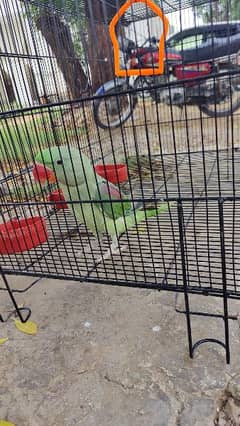 raw parrot with cage