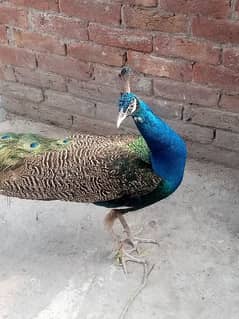 Peacock Male