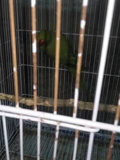 java green parrot breeder Pair