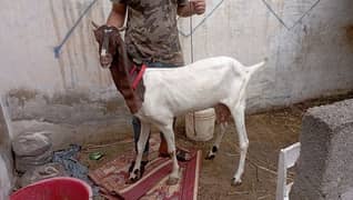 Fresh 6 dant pateri bakri with two male kids