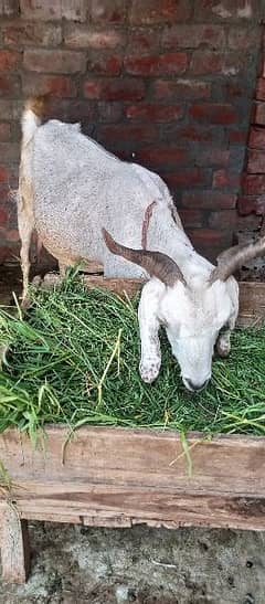 Doghli Nasal goats