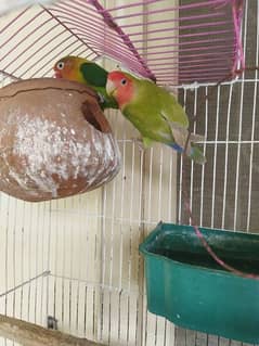 Lovebird parrots pair with Cage