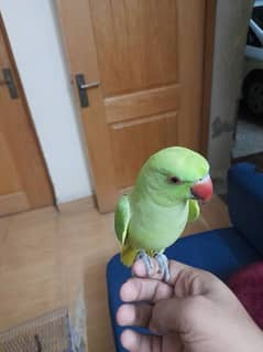 green parrot for sale