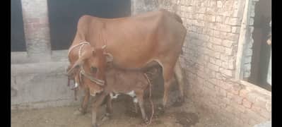 cow for sale