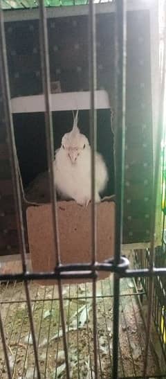 parrot for sale jis Bhai na Lana ha what app pa rabata kra 03276561541