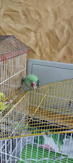 Raw parrot Female with cage