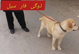British Labrador puppy | labra Dog | Labrador | dog for sale