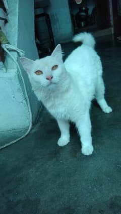 White Russian male cat