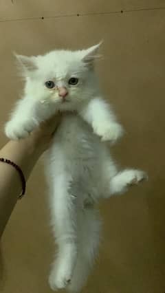 persian white Kitten triple coat