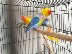 Love birds breeder pair and adult pieces for sale in good condition