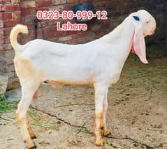 Rajanpori / Bakra / For Sale